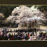 郷土の四季百景…淡墨桜