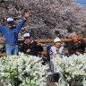 安八町中須川千本桜…大東デイサービスセンター