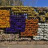 季節の花＜チューリップ-木曽三川公園＞