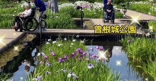 二班も曽根城公園の花菖蒲を見に行ってきましたぁ～!(^^)!